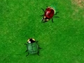 Beetle Wars για να παίξετε online